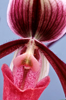 belle isle orchids 07 15.jpg