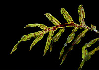 belle isle orchids fern leaf with spores.jpg