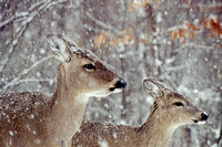 deer in snow kensington 7.jpg