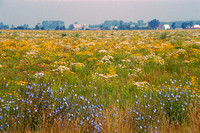 Kinde Mich flower field 30.jpg