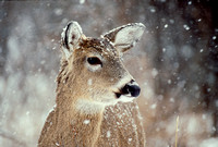 deer in snow kensington 4.jpg