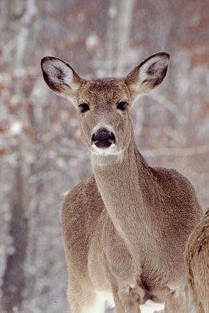 deer winter kensington 4.jpg