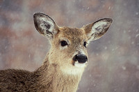 deer in snow kensington 17.jpg