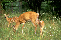 deer doe with twin fawns 2.jpg