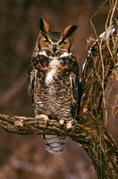great horned owl winter 2.jpg