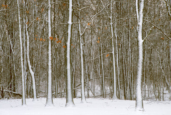 snow and trees huron meadows 06 1.jpg