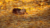 colorado duck in fall leaves cropped.jpg