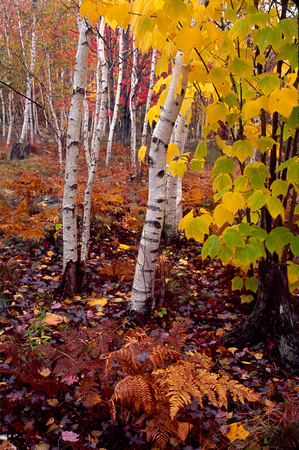 acadia birch maple woods.jpg