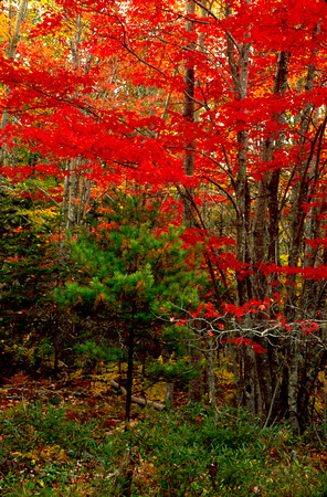 acadia fall color 3.jpg