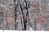 snow and trees huron meadows 06 2.jpg