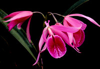 belle isle orchids 07 28.jpg