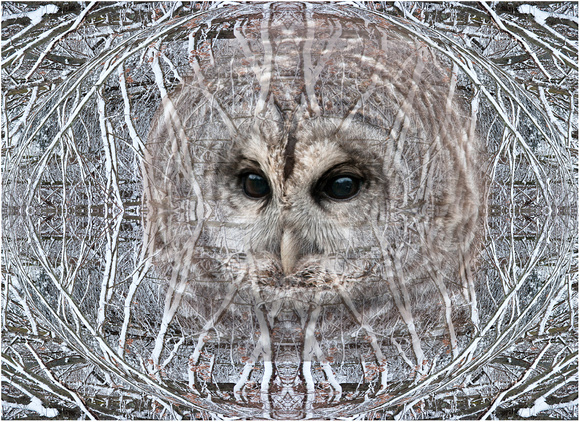Barred owl in winter 10 49