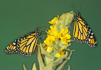 monarchs on mullin2.jpg