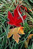 gl red maple leaf with frost 1