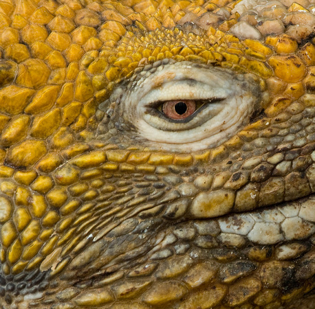 Galapagos land iguana closeup3.jpg
