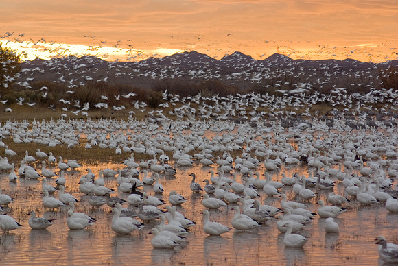 snow geese at sunrise2.jpg