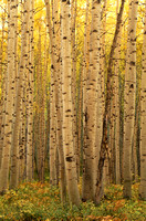 colorado aspen trees fall 1.jpg