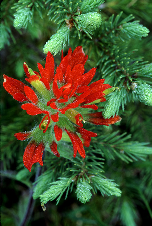 indian paintbrush and spruce.jpg