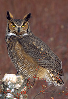 greathorn owl 2.jpg
