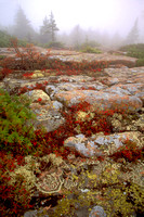 Fall Color and Fog_Acadia National Park_Maine