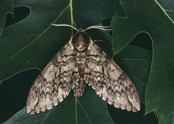 gypsy moth adult 1.jpg