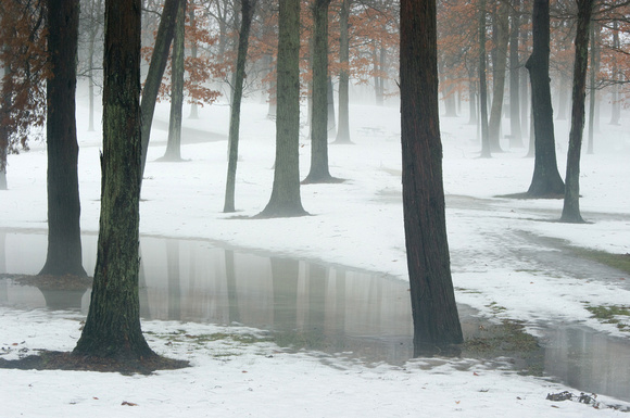 trees fog and snow 08 72.jpg