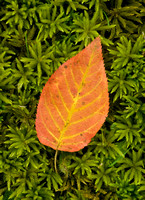 aspen leaf.jpg