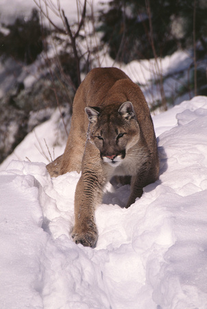 cougar 97 4.jpg