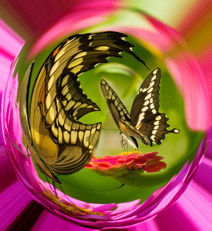 giant swallowtail swirl.jpg