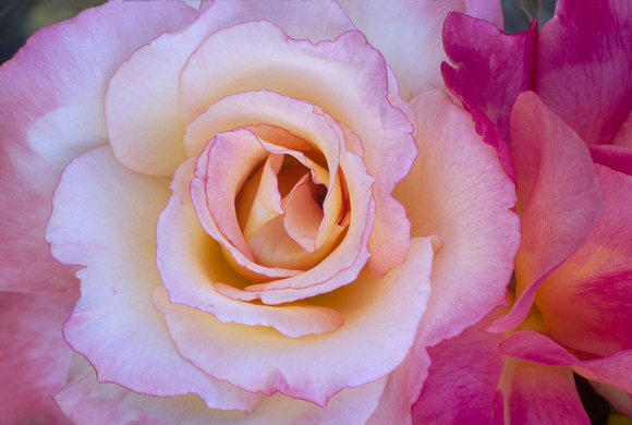 peace and pink rose closeup 1a.jpg