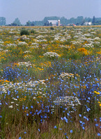 Kinde Mich flower field 6.jpg