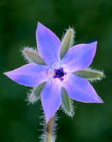 borage flower 1.jpg