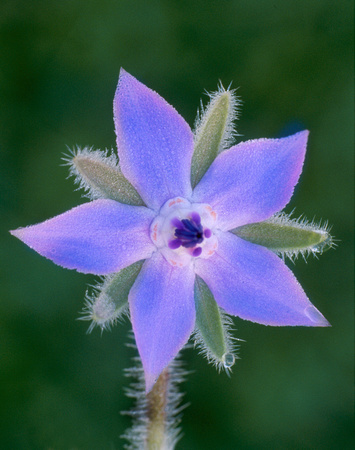 borage flower 1.jpg