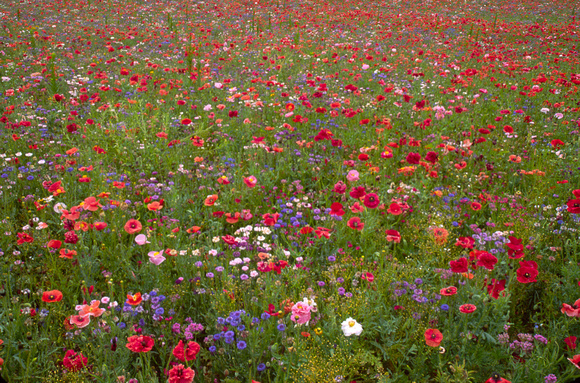 dexter flower field 3.jpg