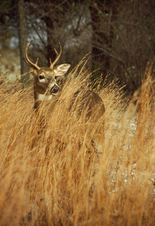 deer buck in grass kensington 2.jpg