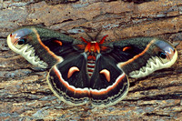 cecropia moth7.jpg