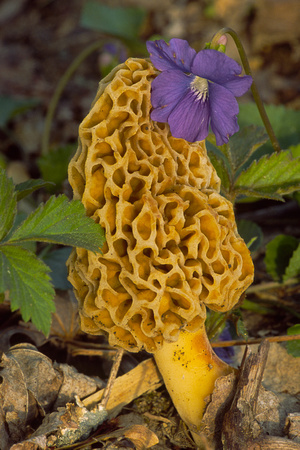morel mushroom with violet 10017.jpg
