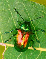 iradescent beetle 1.jpg