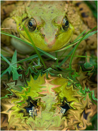 frog distortion 2.jpg