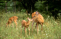 deer doe with twin fawns 1.jpg