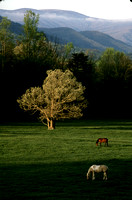 cades cove horses spring green 3.jpg