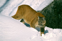 cougar 3.jpg