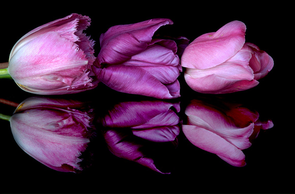 three tulip reflections 1.jpg