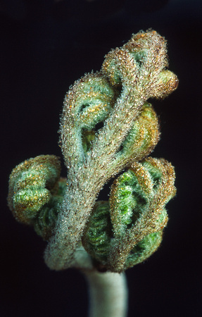 fiddle head fern closeup 2.jpg