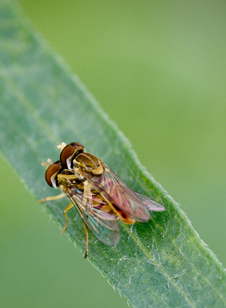 mating flies 2.jpg
