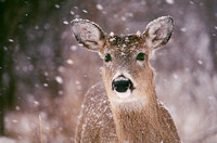 deer in snow kensington 1.jpg