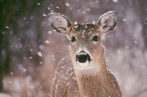 deer in snow kensington 1.jpg