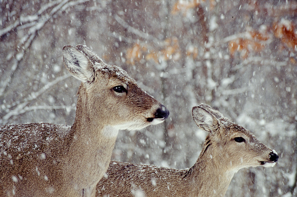 deer in snow kensington 7.jpg