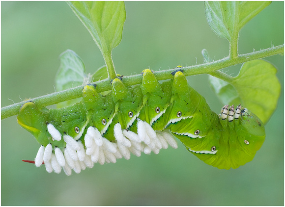 tomato horn worm with wasp eggs.jpg