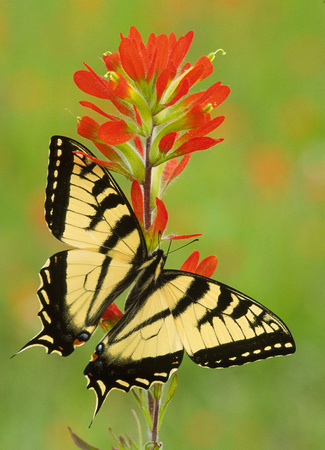 tiger swallowtail on paintbrush.jpg